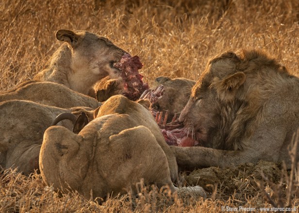Lions at Wildebeest Kill (1)