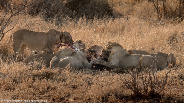 Lions at Wildebeest Kill (3)