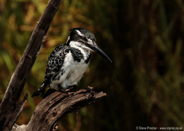 7D2_19690 - Pied Kingfisher on Perch