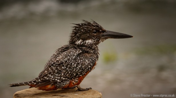 Giant Kingfisher