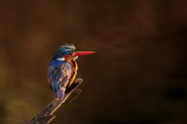 Malachite Kingfisher at Sunrise