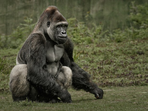Silverback Leader