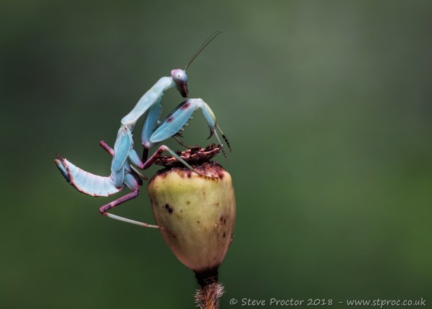 Giant Asian Mantis (2) (Web)