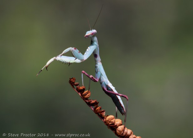 Giant Asian Mantis (3) (web)