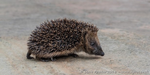 Hedgehog Juvenile (2)