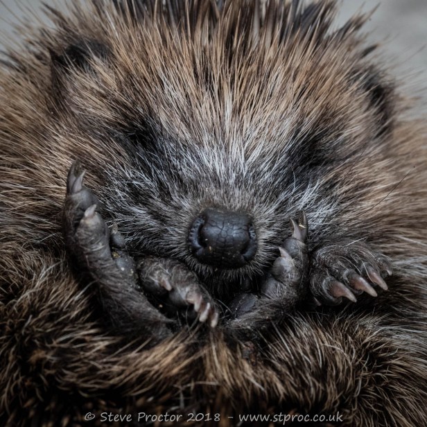 Hedgehog Juvenile (3) web