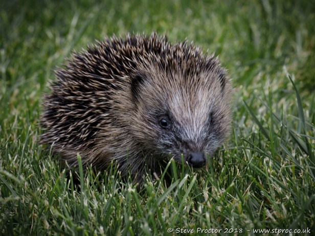 Hedgehog Juvenile