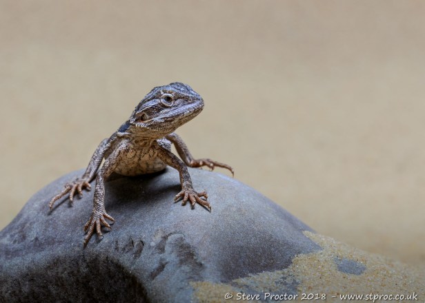 Bearded Dragon on Rock (web)