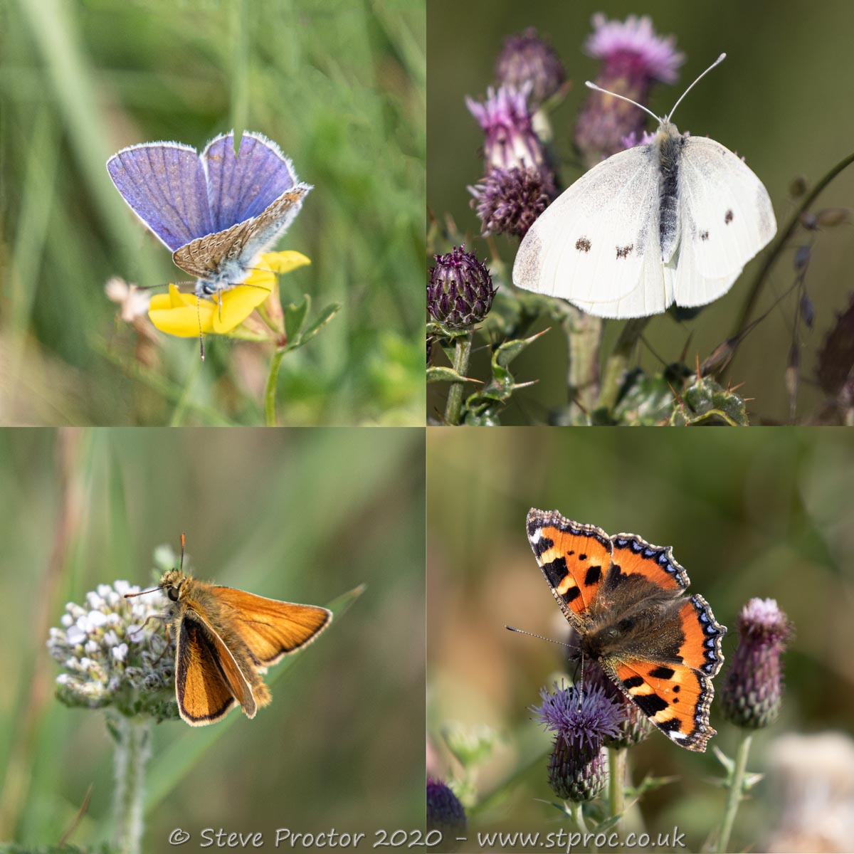 butterflies-web – Steve Proctor – MPAGB, BPE5, PPSA, AFIAP, UKICPG-3