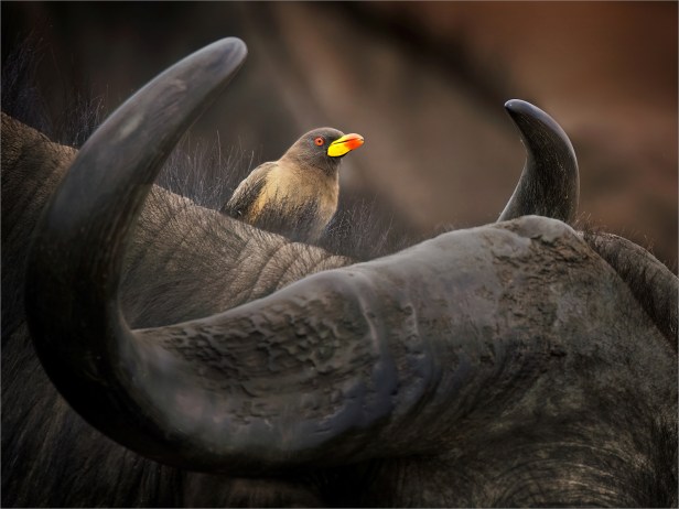 Yellow Billed Oxpecker between buffalo horns