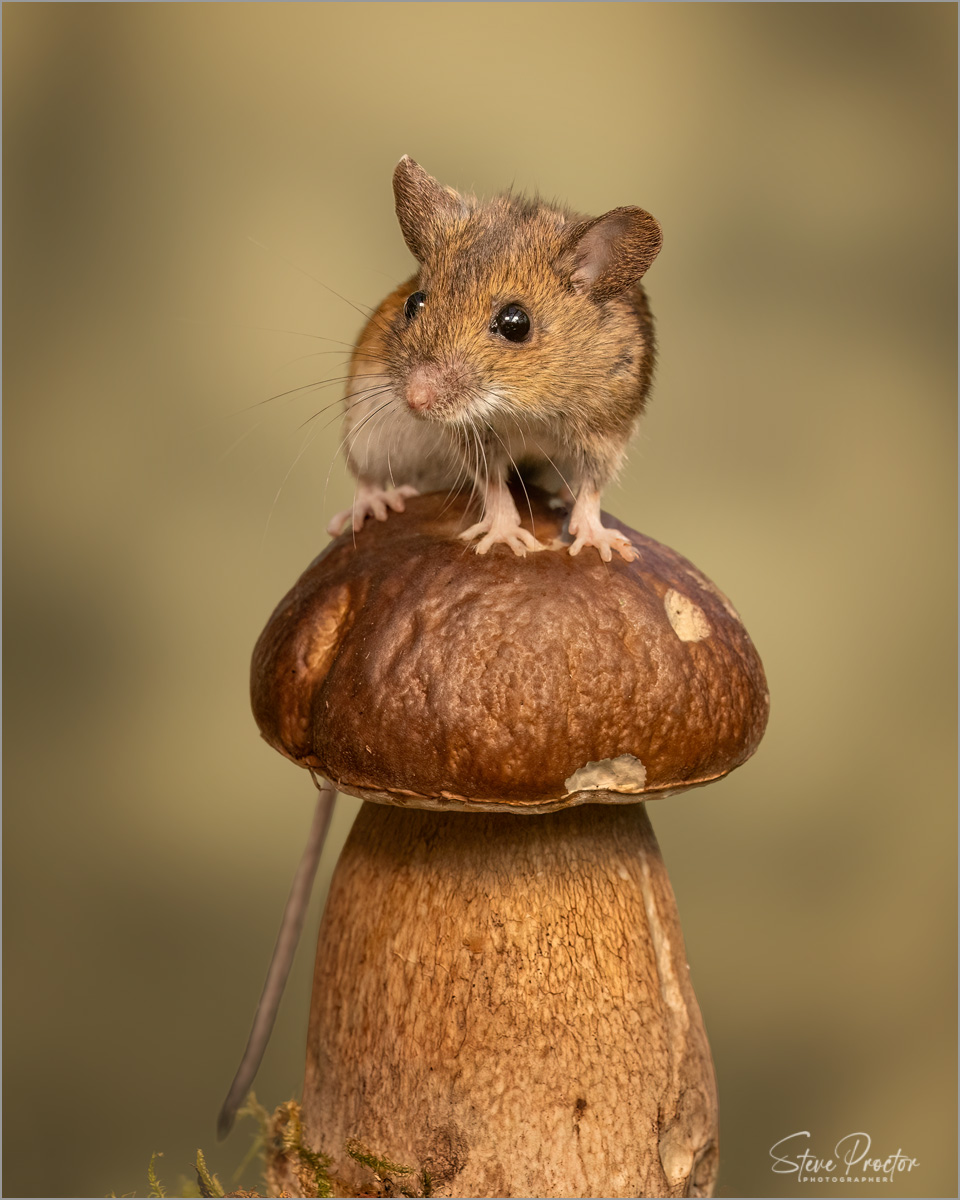Wood mouse (Field mouse) on toadstool in autumn colours