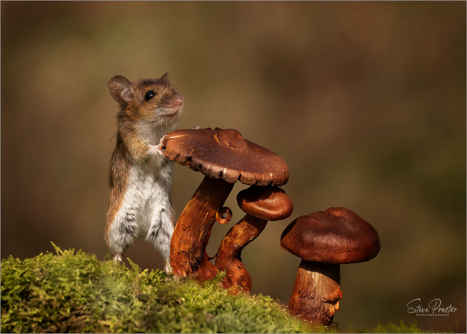 Wood mouse (Field mouse) on toadstool in autumn colours