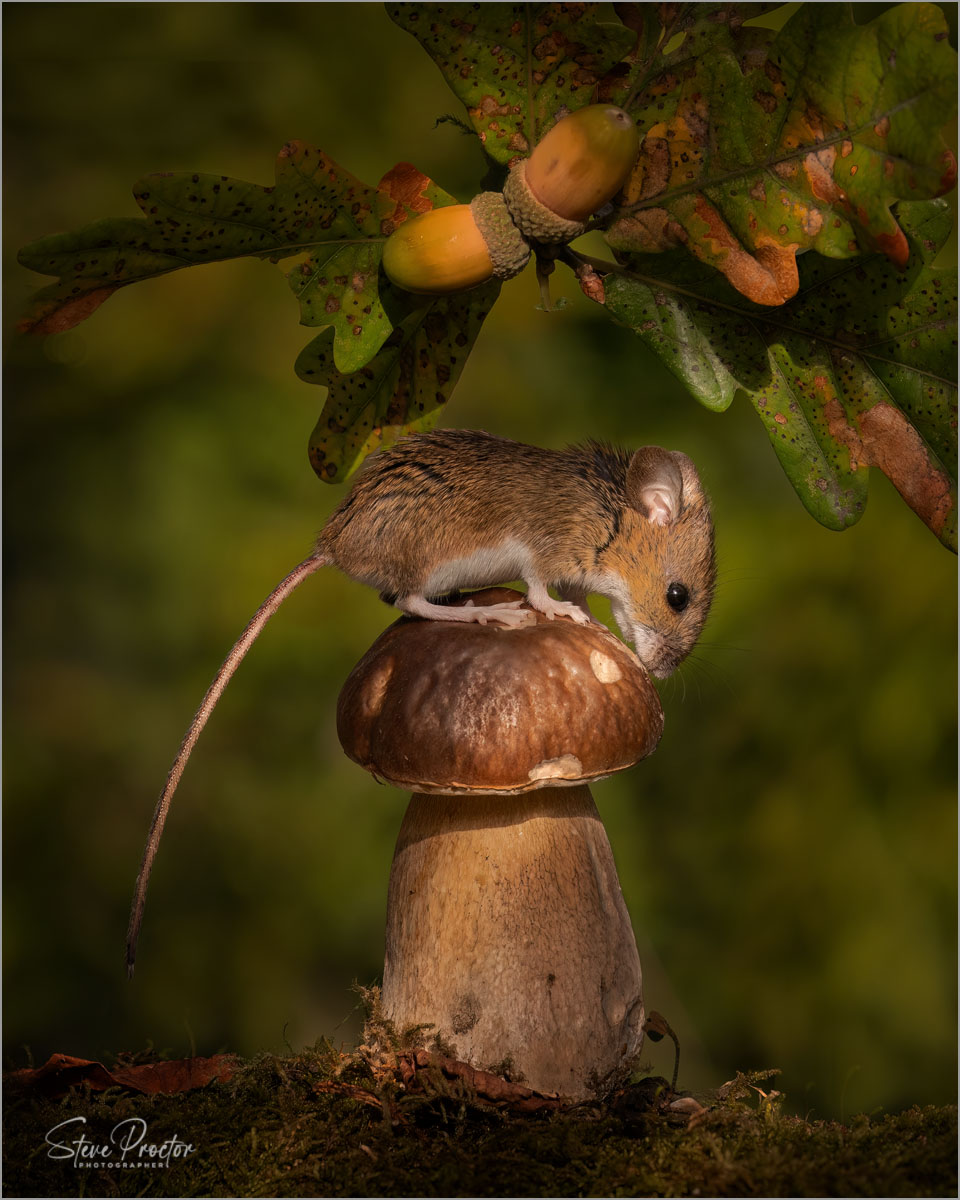 Wood mouse (Field mouse) on toadstool in autumn colours