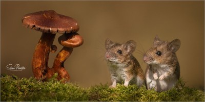 Two wood or field mice beside toadstool in autumn colours